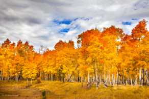 Aspens near Flagstaff-4322.jpg